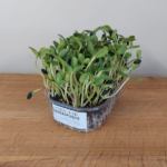 Saulespuķes